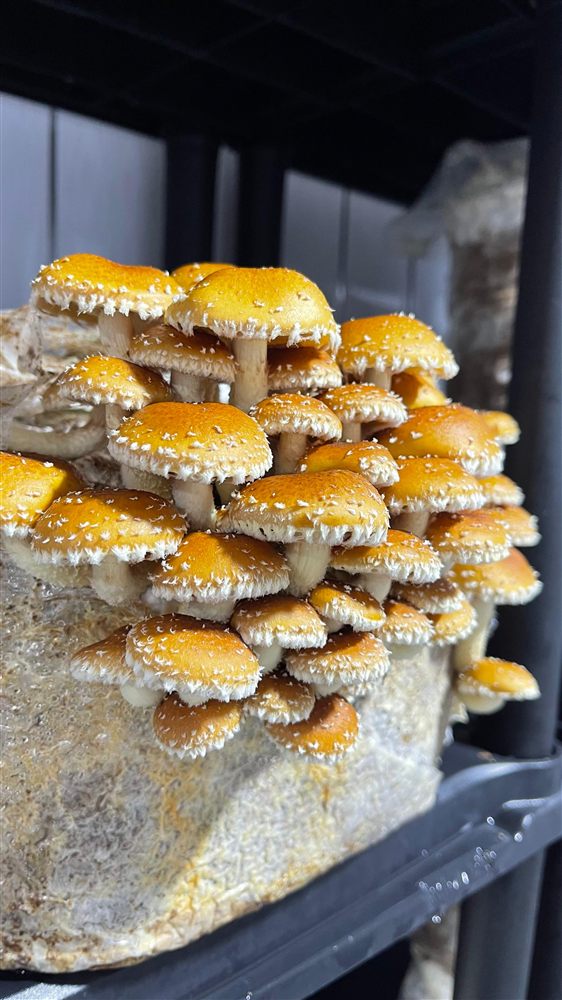 Hongo Chestnut (Pholiota adiposa) cultivado por Hongos del Sur