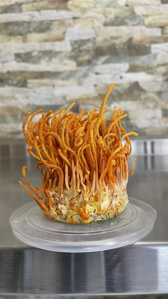 Cordyceps (Cordyceps militaris) cultivado por Hongos del Sur