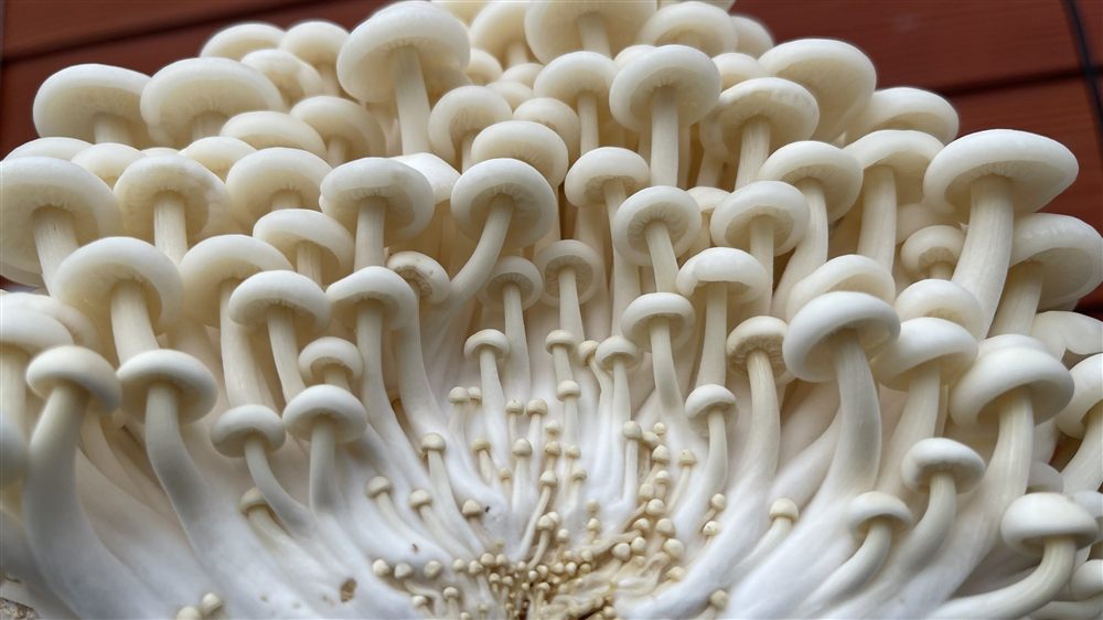Enoki (Flammulina velutipes) cultivado por Hongos del Sur