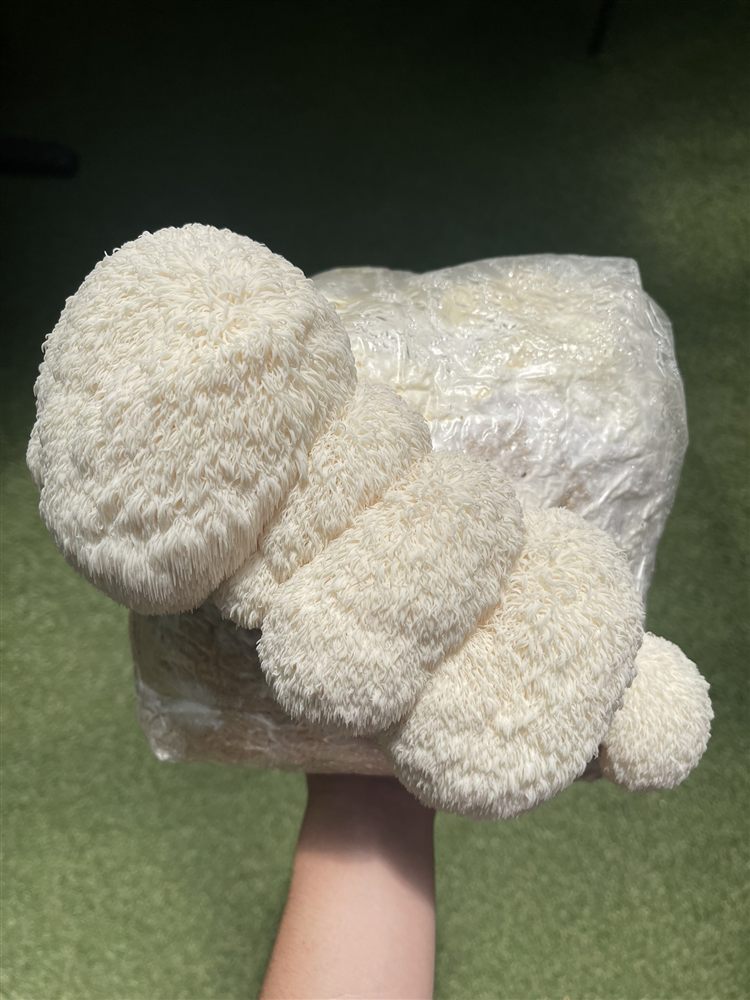 Melena de León (Hericium erinaceus) cultivado por Hongos del Sur