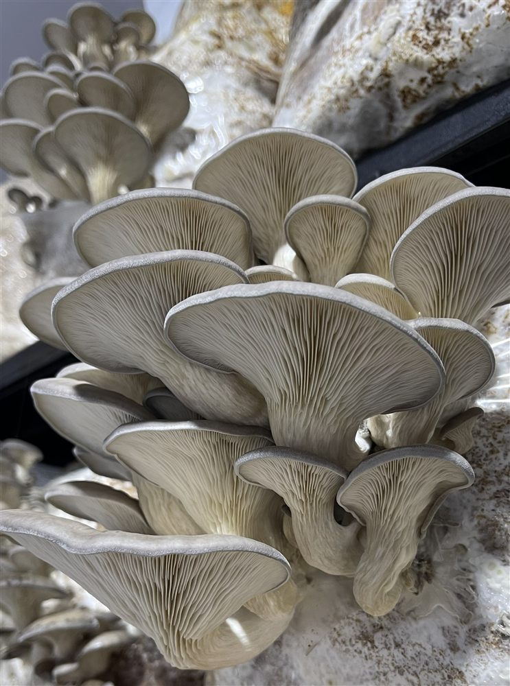 Hongo ostra (Pleurotus ostreatus) cultivado por Hongos del Sur