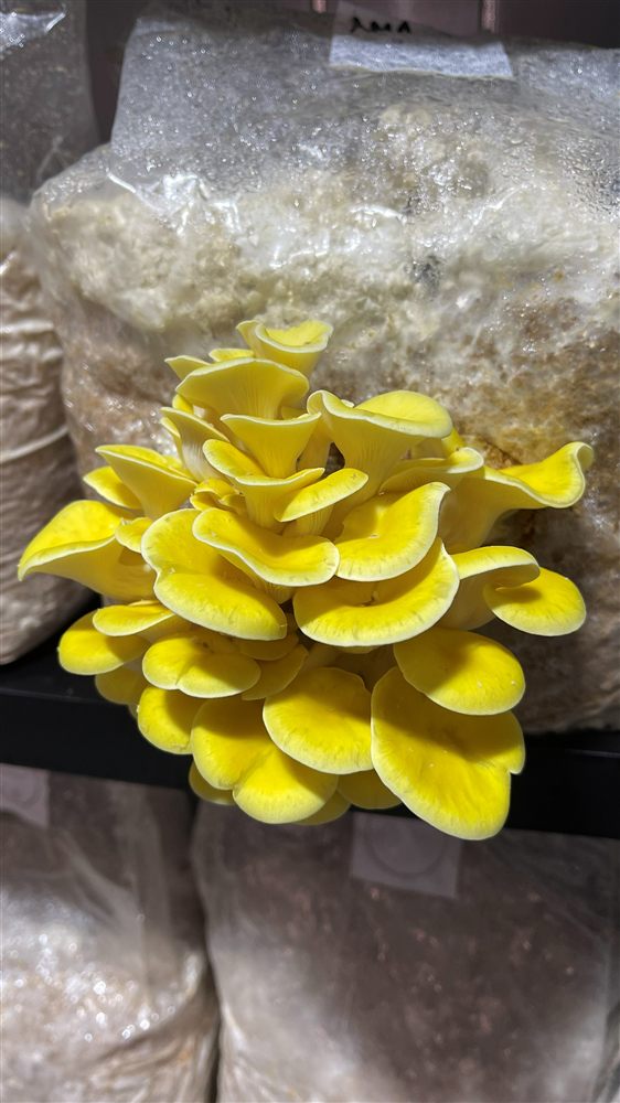 Ostra Golden (Pleurotus citrinopileatus) cultivado por Hongos del Sur