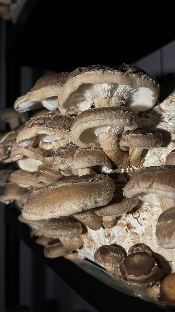 Shiitake (Lentinula edodes) cultivado por Hongos del Sur
